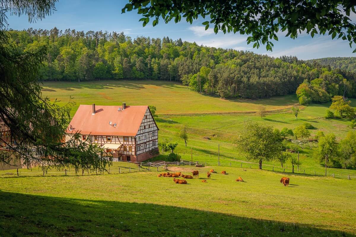 Half-timbered house, cows, paddocks and forests are the main parts of the Odenwald